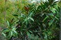 Caoutchou nain noir. FICUS elastica decora. 5-7m